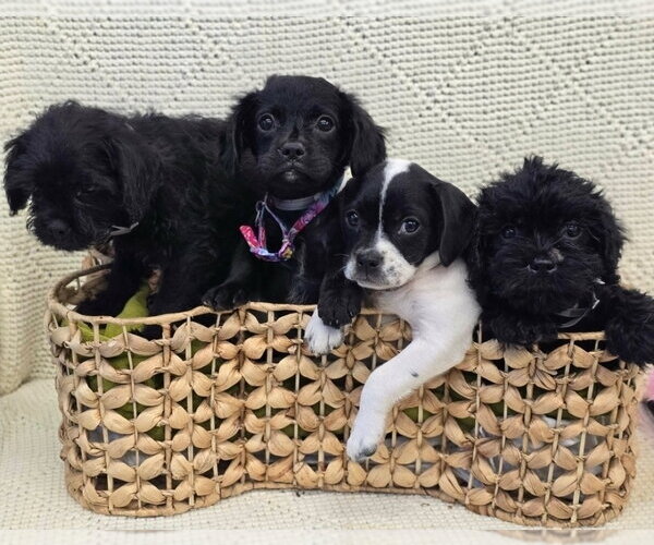 Medium Photo #3 Pug-Shih Tzu Mix Puppy For Sale in Lakewood, CO, USA