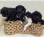 Small #2 Pug-Shih Tzu Mix