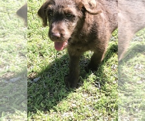 Labradoodle Puppy for sale in GAINESVILLE, TX, USA