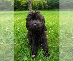 Small #26 Cavapoo (Miniature)
