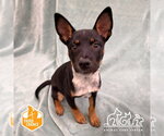 BENNIE - Male Texas Heeler-Unknown Mix Dog for Adoption - Small photo