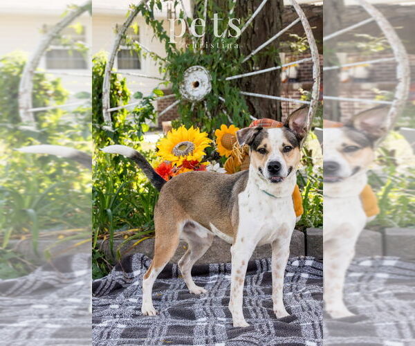 Medium Photo #4 Beagle-Unknown Mix Puppy For Sale in Foristell, MO, USA