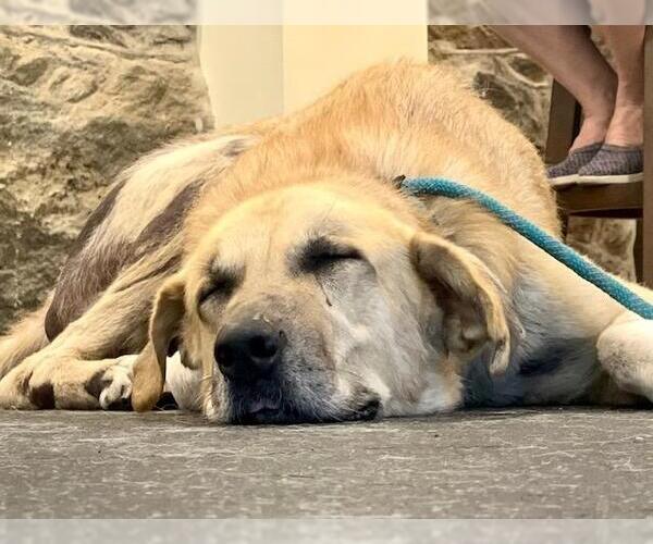 Medium Photo #6 Great Pyrenees-Unknown Mix Puppy For Sale in Boonton, NJ, USA