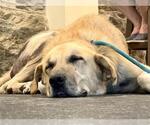 Small #5 Great Pyrenees Mix
