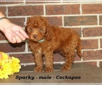 Small #1 Cockapoo (Miniature)