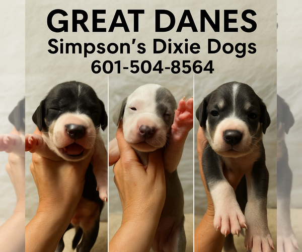 Medium Photo #1 Great Dane Puppy For Sale in STEWART, MS, USA