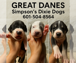 Image preview for Ad Listing. Nickname: Great Danes
