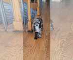 Small #3 Poodle (Miniature)