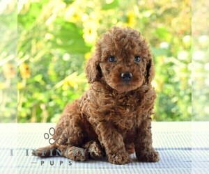 Goldendoodle (Miniature) Puppy for sale in SUNBURY, PA, USA