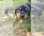 Small Photo #3 Rottweiler Puppy For Sale in PASADENA, TX, USA