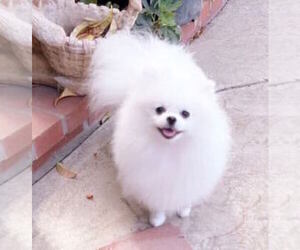 Pomeranian Puppy for sale in RESEDA, CA, USA
