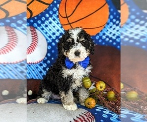 Miniature Bernedoodle-Poodle (Miniature) Mix Puppy for sale in OXFORD, PA, USA