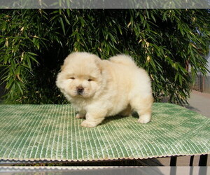 Dogue de Bordeaux Puppy for sale in BERKELEY, CA, USA