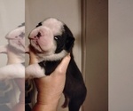 Image preview for Ad Listing. Nickname: Frug