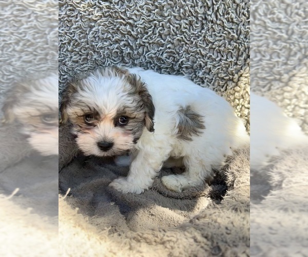 Medium Photo #7 Zuchon Puppy For Sale in RENO, NV, USA