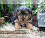 Small Photo #8 Yorkshire Terrier Puppy For Sale in QUARRYVILLE, PA, USA