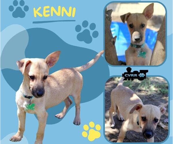 Medium Photo #2 Pembroke Welsh Corgi-Unknown Mix Puppy For Sale in Lindsay, CA, USA
