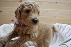 Small Photo #1 Goldendoodle Puppy For Sale in COOPER, TX, USA