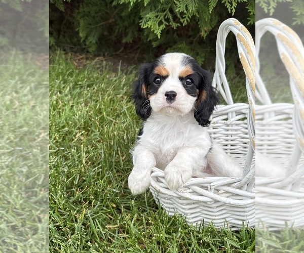 Medium Photo #4 Cavalier King Charles Spaniel Puppy For Sale in MIDDLEBURY, IN, USA