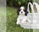 Small #3 Cavalier King Charles Spaniel