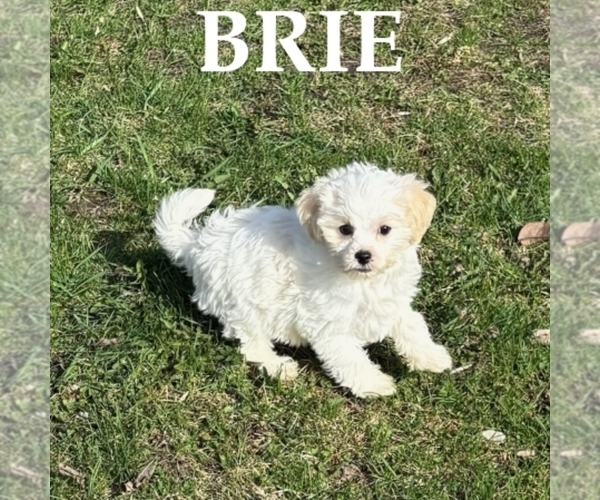 Medium Photo #3 Shih-Poo Puppy For Sale in HARTLAND, MN, USA