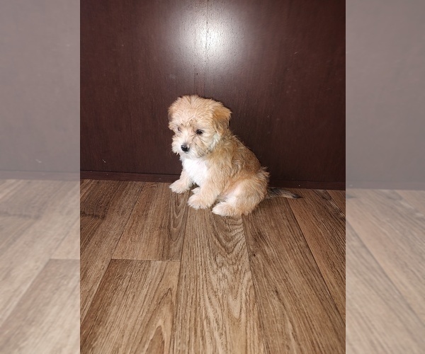 Medium Photo #6 Morkie Puppy For Sale in LAPEER, MI, USA
