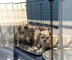 Medium French Bulldog