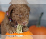 Small Photo #15 Goldendoodle (Miniature) Puppy For Sale in CRESTON, OH, USA