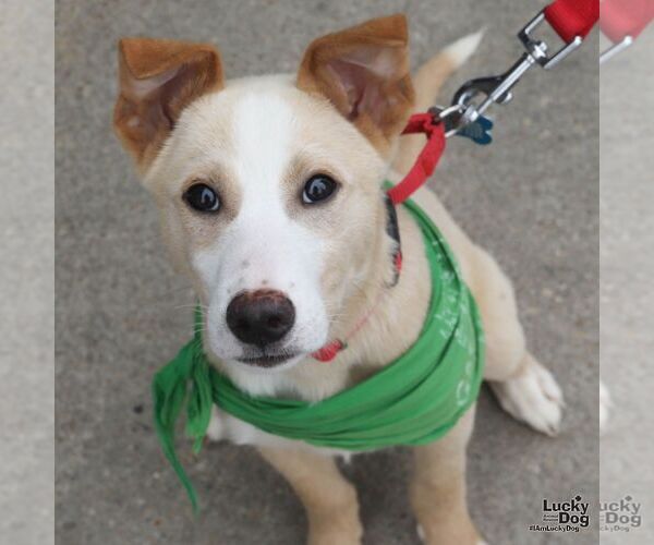 Medium Photo #5 Australian Shepherd-Unknown Mix Puppy For Sale in Washington, DC, USA