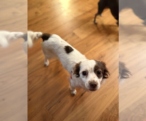 Medium Photo #3 Chihuahua-Spaniel Mix Puppy For Sale in San Francisco, CA, USA