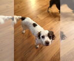 Small #2 Chihuahua-Spaniel Mix