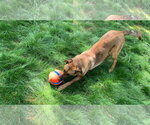 Small #1 German Shepherd Dog Mix