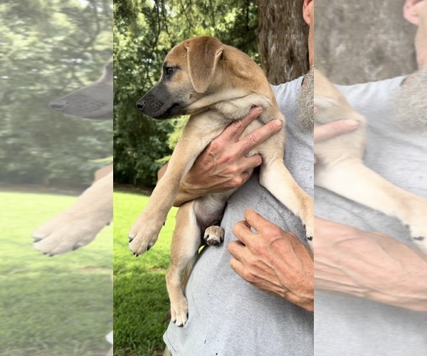 Medium Photo #3 Mutt Puppy For Sale in Thomasville, NC, USA