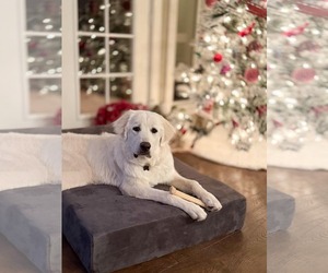 Great Pyrenees Dogs for adoption in MIDWAY, UT, USA