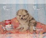 Small Photo #4 Pomeranian Puppy For Sale in SANGER, TX, USA