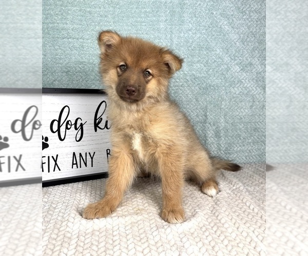 Medium Photo #2 Pomsky Puppy For Sale in FRANKLIN, IN, USA
