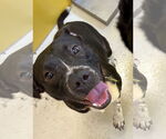 Small #1 American Pit Bull Terrier Mix