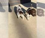 Small Photo #5 German Shorthaired Pointer-Poodle (Standard) Mix Puppy For Sale in AZUSA, CA, USA