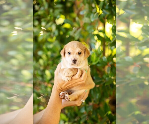 Medium Photo #7 Mutt Puppy For Sale in San Diego, CA, USA
