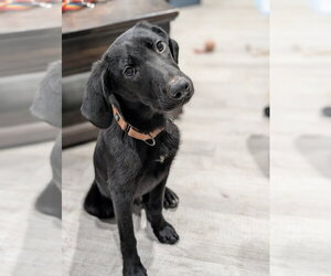 Mutt Dogs for adoption in Boston, MA, USA