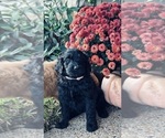 Small #1 Goldendoodle