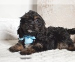 Small #19 Cavapoo