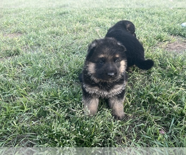 Medium Photo #10 German Shepherd Dog Puppy For Sale in WALTERBORO, SC, USA