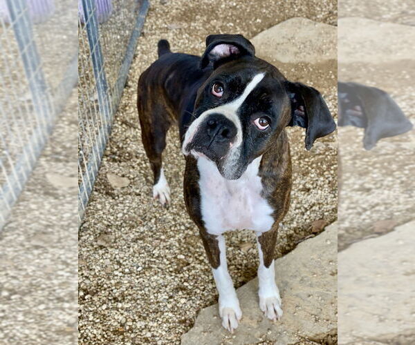 Medium Photo #1 Boxer Puppy For Sale in Austin, TX, USA