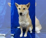 Small Photo #3 Shiba Inu Puppy For Sale in HARTVILLE, MO, USA