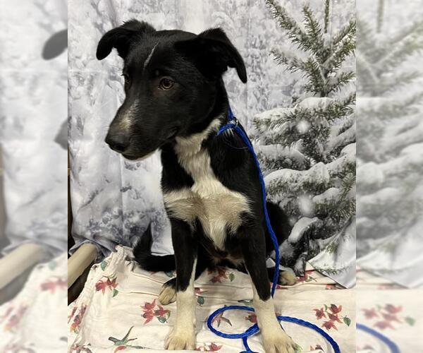 Medium Photo #1 Border Collie Puppy For Sale in Modesto, CA, USA