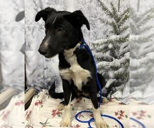Border Collie Dogs for adoption in Modesto, CA, USA
