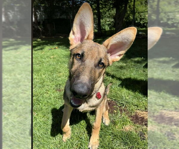Medium Photo #1 German Shepherd Dog-Unknown Mix Puppy For Sale in Kansas City, MO, USA