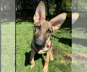 German Shepherd Dog-Unknown Mix Dogs for adoption in Kansas City, MO, USA