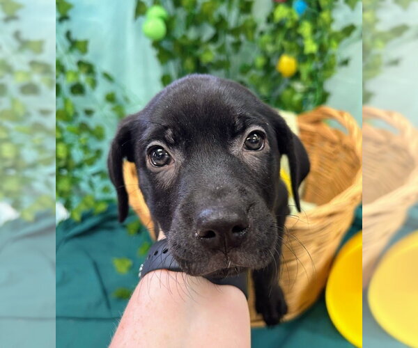 Medium Photo #3 Catahoula Leopard Dog-Labrador Retriever Mix Puppy For Sale in Bryant, AR, USA